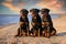 Three rottweiler dogs sitting on the beach at sunset