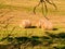 Three round bales of straw in a sunlit meadow, framed by dry tree branches in the foreground