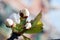 Three round unblown cherry buds on a blurry multi-colored pink-blue background.