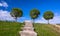 Three rounded trees and old stone stair in green grass to blue cloudy sky