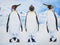 Three Royal penguins