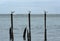 Three Royal Tern seagull on three pillars in the Caribbean Sea in the Guanacaste province, Costa Rica