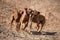 Three running rodesian ridgeback dogs