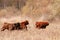 Three Running Scottish Highland Cows