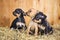 Three Russian Toy Terrier puppies