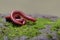 Three rusty millipedes were coiling themselves on a rock overgrown with moss.