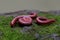 Three rusty millipedes were coiling themselves on a rock overgrown with moss.