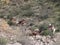 Three Rusty Wrecked Old Cars in Ravine in Arizona