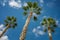 Three Sabal palm trees on a sky background