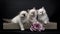 Three Sacred Birman kittens with pink rose