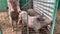 Three sad hungry muddy pigs behind the metal fence in a livestock farm