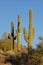 Three Saguaro Cactus