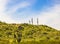 Three Saguaro Cactus On Top Of Hillside