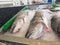 Three salmon steelhead fish on ice at local fish monger market