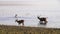 Three sambar deer wading in lake tadoba