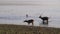 three sambar deer wading in lake tadoba