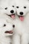 Three Samoyed Puppies isolated on Black background