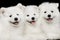 Three Samoyed Puppies isolated on Black background