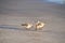 Three Sanderlings investigating an Object