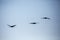 Three Sandhill Crane Grus canadensis flying in a Wisconsin blue sky