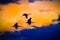 Three Sandhill cranes fly in silhouette against sunset sky in Bosque, New Mexico