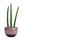 Three Sansevieria cylindrica plants in a ceramic flower pot isolated