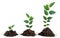 Three saplings on white background