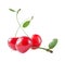 Three scarlet cherries