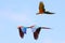 Three scarlet macaws are flying freely in the blue sky. The bird, which has the scientific name Ara macao, has very beautiful colo