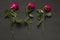 Three scarlet red purple beautiful sluggish and wilted roses lie in a row one after another on a black modern background. The