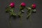 Three scarlet red purple beautiful sluggish and wilted roses lie in a row one after another on a black modern background. The