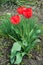 Three scarlet red tulips in the flowerbed