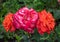 Three scarlet roses with dewdrops on their petals on one Bush