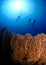 Three scuba divers swim above sea fan