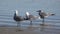 Three sea gulls on edge of water