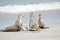 Three sea lions on the beach