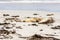 Three sea lions on the sandy beach, South Australia