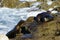 Three sea lions socializing on the sea shore