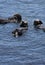 Three Sea Otters Floating On their Backs