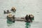 Three sea otters relaxing in the bay