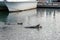 Three sea otters swimming in Homer Alaska harbor - USA