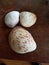 Three Sea  shells red mahogany from Belize