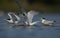 Three seabird ready to fly away