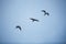 Three Seagull Birds Flying - with blue sky background