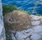 Three seagull eggs in a nest on rocks