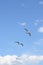 Three Seagull In Flight