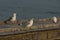 Three seagull perched above on the quay, Lido di Jesolo