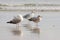 Three seagulls at the beach