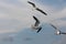 Three seagulls catch a piace of bread.