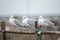 Three Seagulls on a Cloudy Day